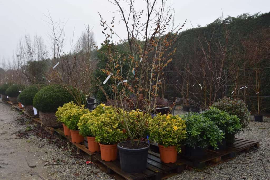 Hamamelis x intermedia 'Orange Beauty' 80-100 cm